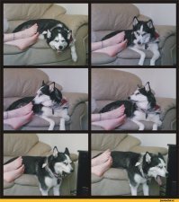 Китайского вора выдали вонючие ноги 