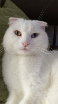 Мой кусучий злыдень. Писать ходит в лоток, а какать в ванну. Пыталась отучить - бесполезно - будет сидеть, орать, пока ванну не откроешь. И воду не пьет из своей миски - запрыгивает в кухне на раковину и просить ему открыть кран от фильтра.