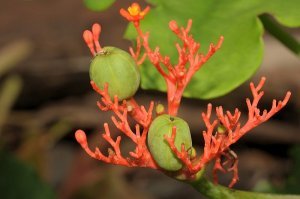 а вот еще такая штука