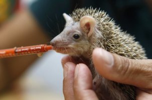 Что-то этот дикобраз на ёжика слишком похож