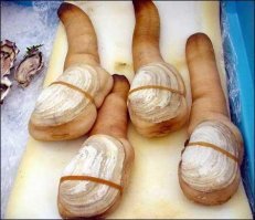 Простите, а это существо (лат. Panopea generosa) к какой категории должно относится?