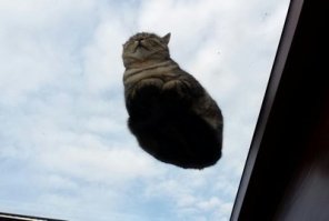 Коты умеют левитировать. Не знал?