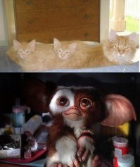 Это его облили водой и начали вылезать гремлины! 

Смотреть с 25:25. :)