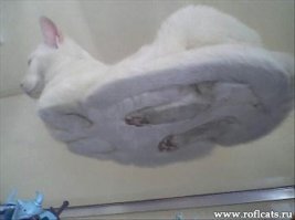 Коты умеют левитировать. Не знал?