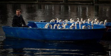В Ганновере лебедей живущих в пруду у Раушной площади, каждый год осенью собирают и отправляют на "зимнии квартиры".