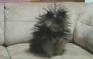 Что произойдет, если собака решит попробовать на вкус живого электрического угря