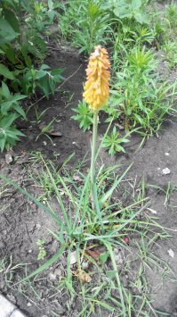 Моя книфофия из семян. Молодая ещё, только одна стрелка.