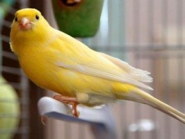 Канарейку что ли за образец брали.