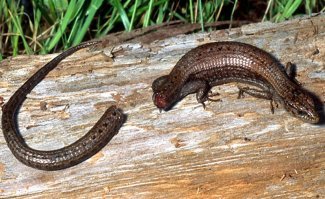 Кто крайний?