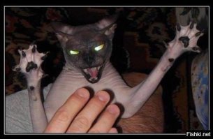 20 невероятно странных животных нашей планеты