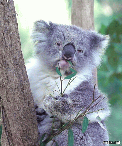 Та он коала :)  а не бухой   
жрет свои листья