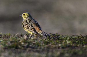 О, спасибо! А я все думала - кого ж поймала прошлой весной)))
А поет действительно классно!