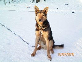 Вот наш красавЕц Мишка с работы тоже ОЧЕНЬ свободолюбивый. На фото он ещё на цепи, но чуть позже сделали просторный вольер. Каждый день хорошие прогулки, но всё равно побегун.
 В вольере похожая как в видео задвижка, но очень тугая и промежутки между прутьями калитки такие, что только лапа пролезет. Так этот хитрец как раз лапой и открывал засов. Причём ОЧЕНЬ быстро, буквально за полминуты! Сначала понять не могли КАК??? Потом сменщик на телефон записал. Теперь страхуем дополнительно ремнём грм б/у. Пока не открывал, но пытается. Причём когда его за этим застаёшь, то сразу бряк на спину и хвостиком меленько. Умора просто.