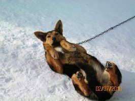 Вот наш красавЕц Мишка с работы тоже ОЧЕНЬ свободолюбивый. На фото он ещё на цепи, но чуть позже сделали просторный вольер. Каждый день хорошие прогулки, но всё равно побегун.
 В вольере похожая как в видео задвижка, но очень тугая и промежутки между прутьями калитки такие, что только лапа пролезет. Так этот хитрец как раз лапой и открывал засов. Причём ОЧЕНЬ быстро, буквально за полминуты! Сначала понять не могли КАК??? Потом сменщик на телефон записал. Теперь страхуем дополнительно ремнём грм б/у. Пока не открывал, но пытается. Причём когда его за этим застаёшь, то сразу бряк на спину и хвостиком меленько. Умора просто.