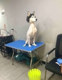 результат