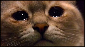 Но кеммент.