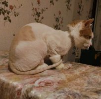 Хозяин, помоги! Хулиганка последнего клочка шерсти лишает! 