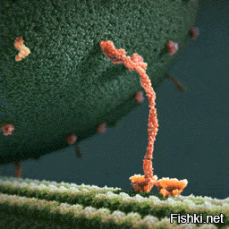 "Еще в 2007 году японские исследователи сумели пронаблюдать под микроскопом работу одного из  молекулярных моторов  живой клетки   шагающего белка миозина V, который умеет активно передвигаться вдоль актиновых волокон и перетаскивать прикрепленные к нему грузы..."
