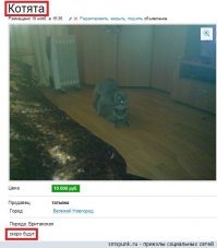 весенняя эмиссия фьючерсов на котят: