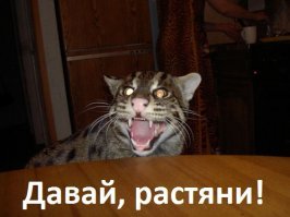 Растяни кота и прославься: набирает обороты новый японский флешмоб