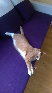 Растяни кота и прославься: набирает обороты новый японский флешмоб