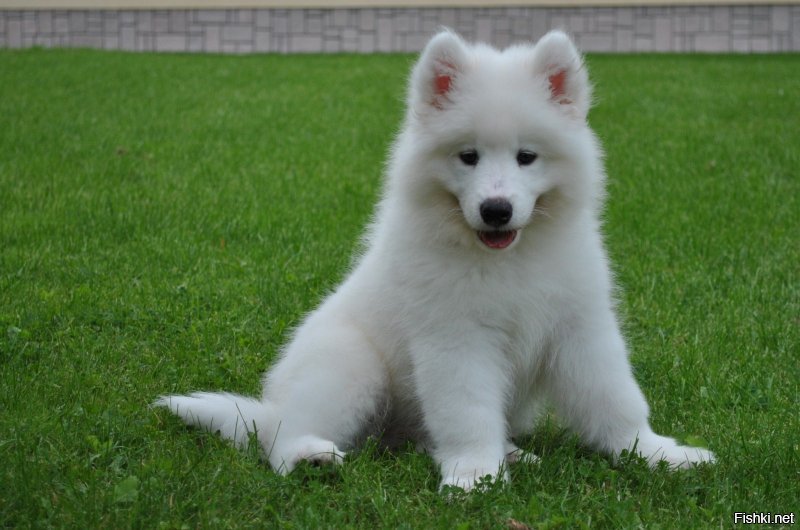 мне самоеды нравятся, но та же проблема, напротив в доме завели, такой блин прикольный малой