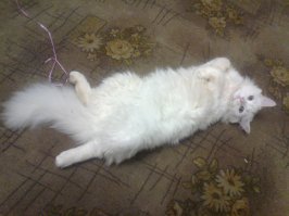 Растяни кота и прославься: набирает обороты новый японский флешмоб