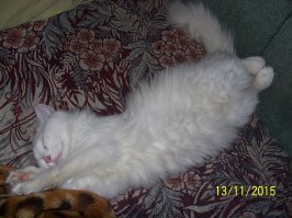 Растяни кота и прославься: набирает обороты новый японский флешмоб