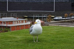 Голландская чайка не согласна )
