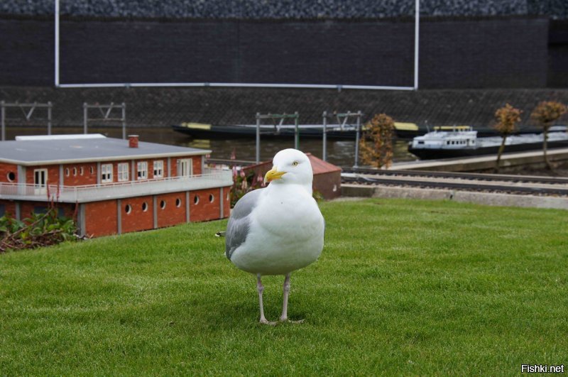 Голландская чайка не согласна )