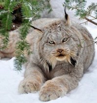 Вот этого погладить, можно не только без рук, без всего себя остаться.