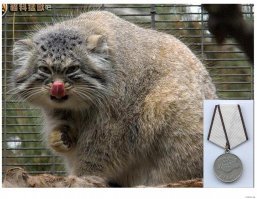 Манула можно погладить два раза: левой рукой и правой))