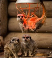 Пахан отдыхает))):