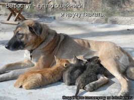 Во Владивостоке собака приютила маленького леопардика