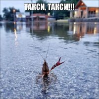 Смешные картинки с надписями