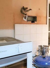Питон наверное вслед за этим поссумом полез