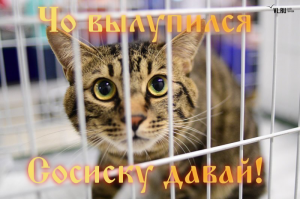 Во Владивостоке прошла выставка кошек «Мур мартовские встречи»