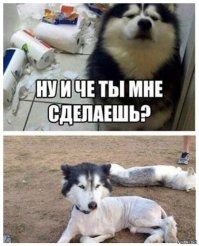 Хозяин, помоги! Хулиганка последнего клочка шерсти лишает! 