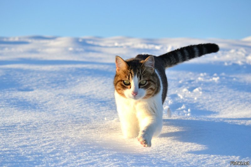 Греются, как могут... (Кошки, моё "слабое" место).