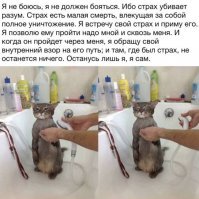 Это не тот же кот? А то как-то уж больно спокойно он стрижку принял...