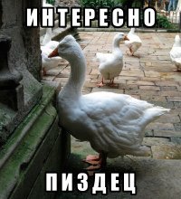 Спасибо за первую картинку! Будет теперь что вставлять в говнопосты, а то котик надоел.