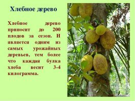 Чем нас кормили в Китае