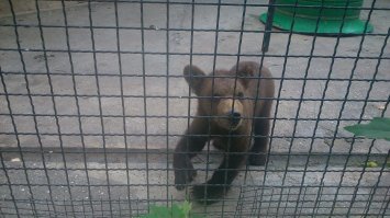 Самый лучший зоопарк что я видела это Тайган-парк в Крыму!