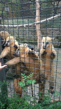 Самый лучший зоопарк что я видела это Тайган-парк в Крыму!