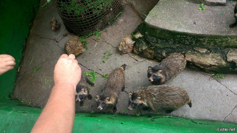 Самый лучший зоопарк что я видела это Тайган-парк в Крыму!