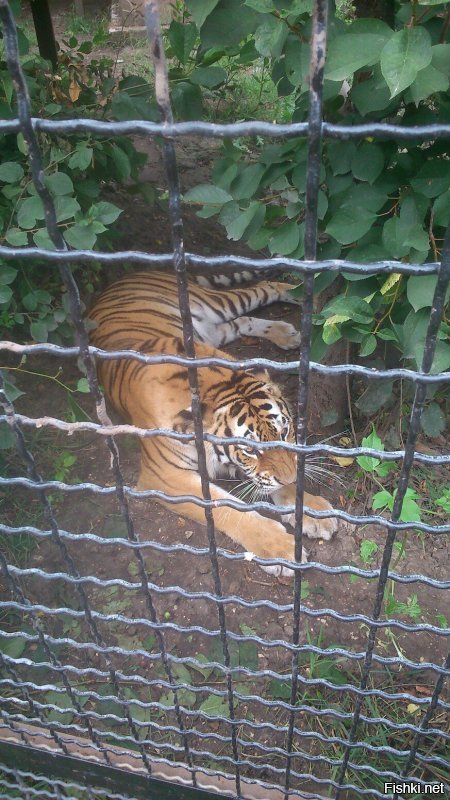 Самый лучший зоопарк что я видела это Тайган-парк в Крыму!