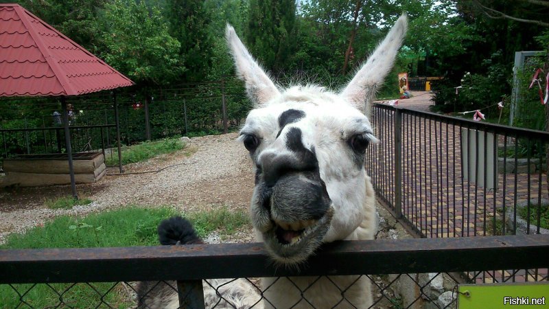 Самый лучший зоопарк что я видела это Тайган-парк в Крыму!