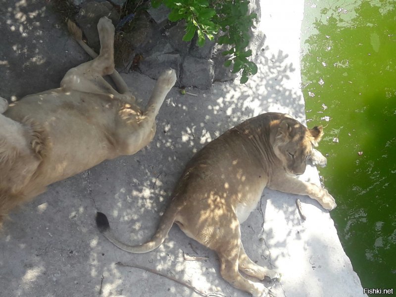 Самый лучший зоопарк что я видела это Тайган-парк в Крыму!