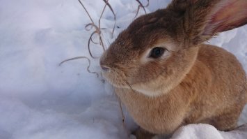 25 милых маленьких кроликов, которые растопят ваше сердце