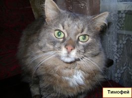 Нашего Друга 11-го марта не стало.
Не дожил двух месяцев до своего 18-и летия.
Дом совсем опустел без нашего Тимошки. Прошла неделя, а горе всё не отпускает...